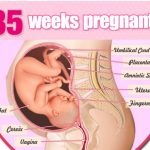thai nhi 35 tuan 150x150 - Những điều bà bầu cần biết khi mang thai tuần thứ 13